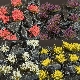 Ver art&iacute;culos de Gamers Grass - Mixed Flower Set